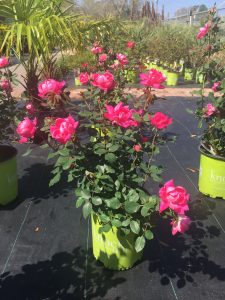 Knock-out Roses